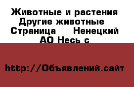 Животные и растения Другие животные - Страница 2 . Ненецкий АО,Несь с.